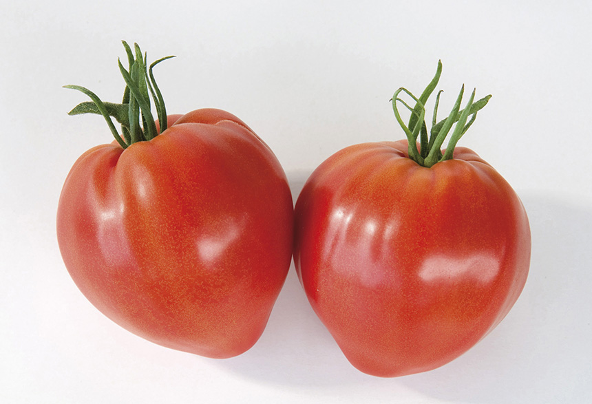 TomAtes premium