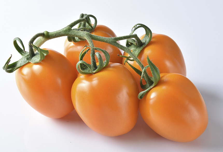 TomAtes premium